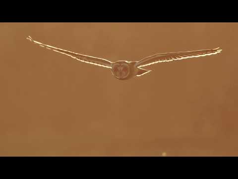 Poetry In Motion SE04 E03 : The Golden Owl