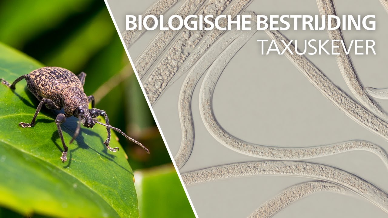 Video preview poster