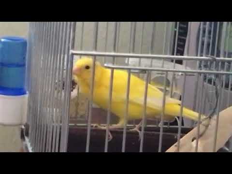 Molting 4 months old Russian singer