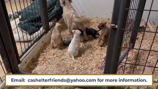 Video preview image #1 Chihuahua-Norwich Terrier Mix Puppy For Sale in Woodland, CA, USA