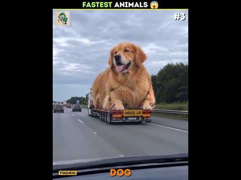 World's Fastest Animals 😵 Part - 2 #shorts