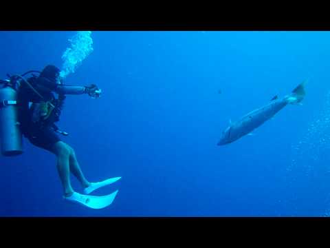 Giant Barracuda Charging group of divers