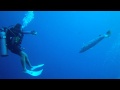 Giant Barracuda Charging Group Of Divers