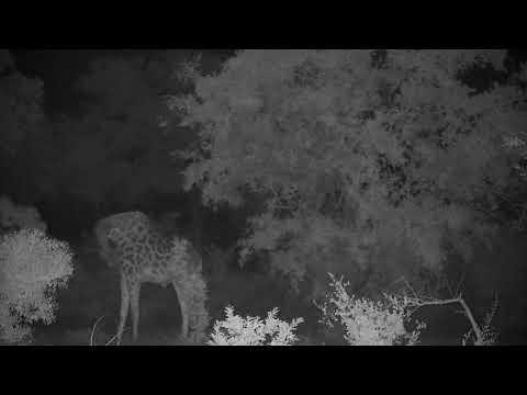 Djuma: Giraffe feeding in the bushes - 22:54 - 11/28/2022