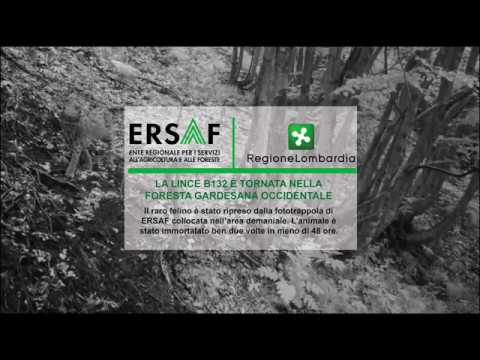 La lince B132 è tornata nella Foresta Gardesana Occidentale