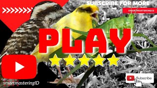 Download lagu masteran burung suara belalang kerek gacor dengan kenari serta pelatuk gacor nembak mp3