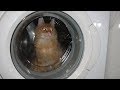 Kitten Vs Washing Machine Funny Cat Ginger