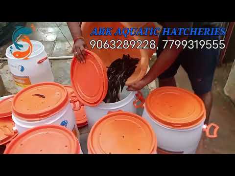 Viral Meen Seed High Quality  Murrel Seed