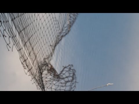 FCK - Ilves C-Tytöt