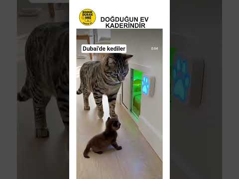 DUBAİDE KEDİLER✨ Cats in Dubai Are Something Else😂✨#cat #catshorts #komikyorumlar #comedy
