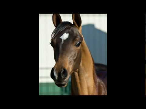 2011 Colt by Ajman Moniscione