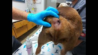 Bulldog Anal Gland Impaction & Abscess HOW TO by Dr. Kraemer Vet4Bulldog