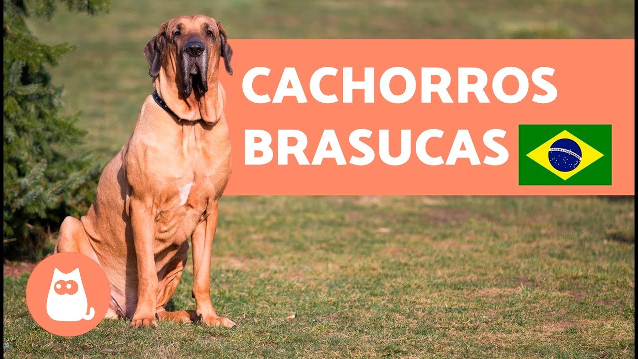 8 RAÇAS BRASILEIRAS de cachorros para morrer de amores ❤️🐶🇧🇷