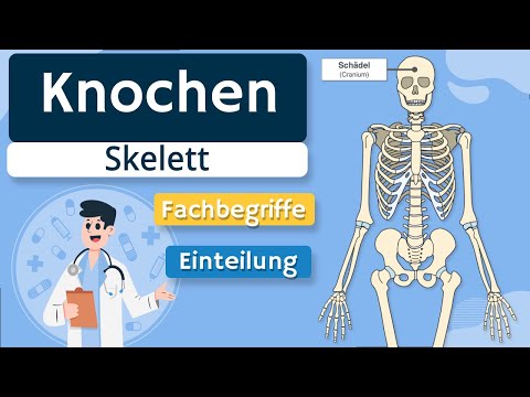 Bones of the skeleton - Anatomical terms and bone types explained