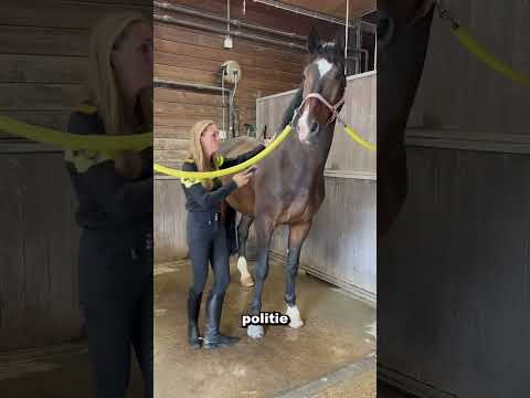 Politie te paard 🏇