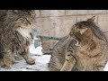 Striped Kitten Hisses At Fluffy Cat