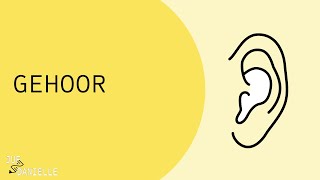 Gehoor: hoe werkt het oor?