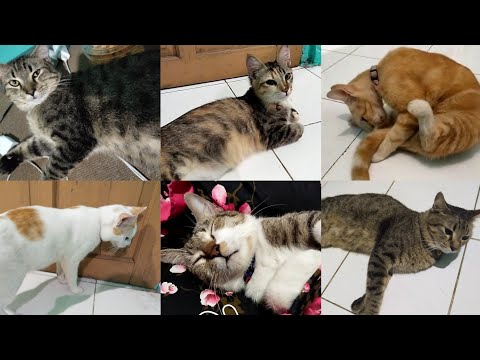 BEGINILAH HARI HARI ANABULKU