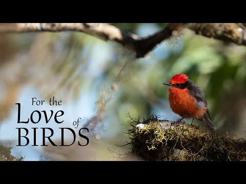 For the Love of Birds