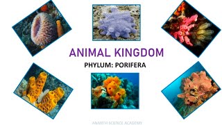 Animal kingdom // Phylum - Porifera // Class 11 (Biology - NCERT)