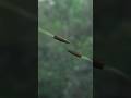 CHINA VS JAPAN SNIPER Sniper Sniping