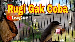 Download lagu Pancingan Suara Burung Prenjak Daun NTB Sukses Bikin Burung Lain Ikut Bunyi _ Burung Gacor mp3 Download lagu Pancingan Suara Burung Prenjak Daun NTB Sukses Bikin Burung Lain Ikut Bunyi _ Burung Gacor mp3