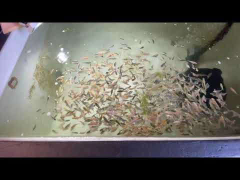 TERRIBLE humour and koi fry updates😉