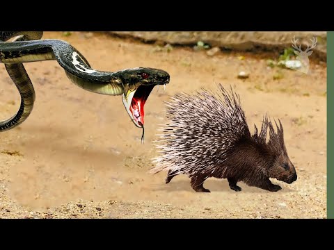 Głupia żmija... Nie zna niebezpieczeństwa, które stoi przed nią!