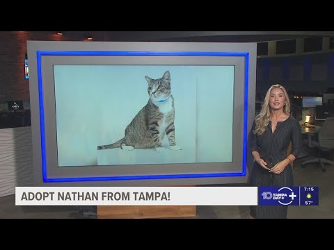 Give Nathan from Tampa a fur-ever home! - YouTube