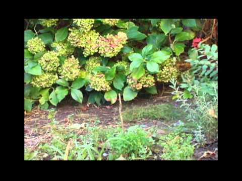 Existentialist Chicken A Musical