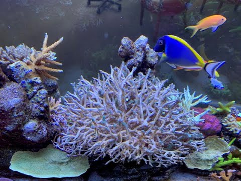 300G Reeftank Update 28 Colony Loss, New Fish & More