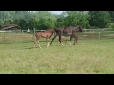 Hengst von Sir Heinrich x Quicksilber