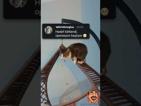 Kedi değil özel harekat 🥷