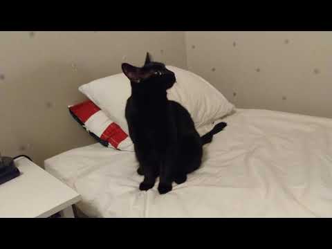 Bamse, crazy as always