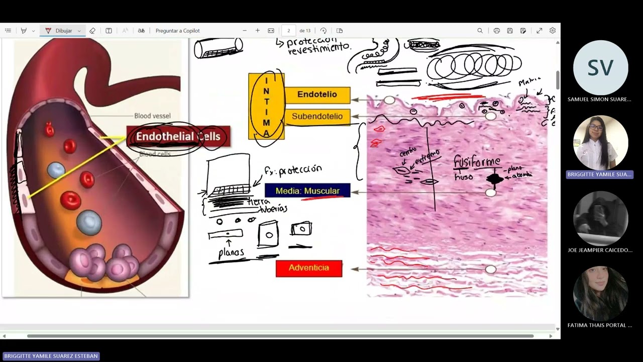 Fisiopatología - Disfunción endotelial