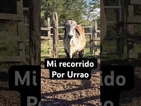Así fue mi recorrido por Urrao # #chamizo #campo #parati #pueblo #urrao #recorridos #influencer #fyp