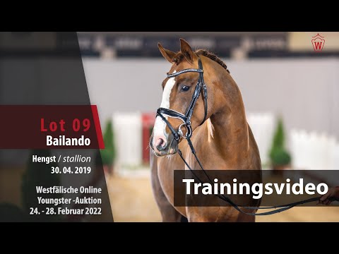 Online Youngster-Auktion Training Lot 9 Bailando Hengst v. Benicio - Fleury