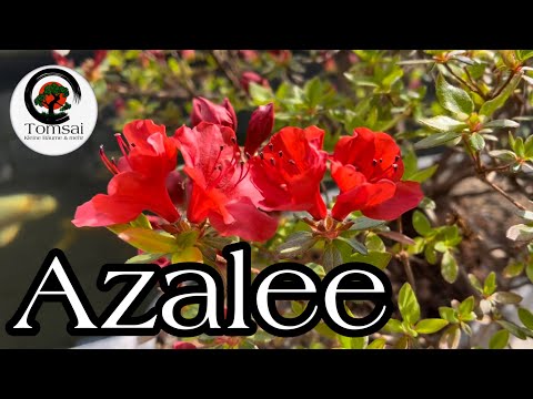 Azalee Bonsai 55/22