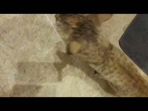 Jungle billi Subscribe 