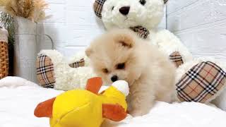 ポメラニアンの動画02