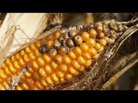 Bt-Mais: Der neue biologische Pflanzenschutz