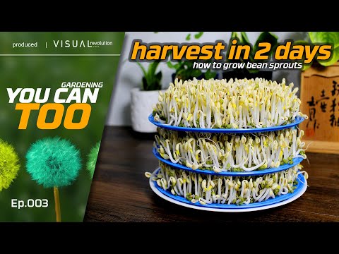 Quick Harvest Bean Sprouts | Only 2 Days!