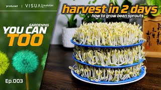 Quick Harvest Bean Sprouts | Only 2 Days!