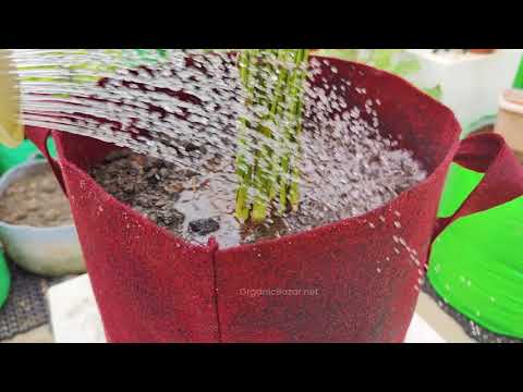 Geo Fabric 12×12 Grow Bag For Terrace Gardening Suitable For Vegetable and Flower Plants