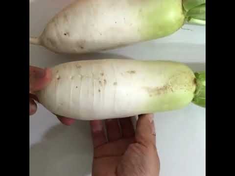 Корей түрпүнөн жаңы салат | Fresh salad with Korean radish