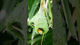 Download lagu Baya Weaver Bird Love: Incredible Nest Building Skills and Techniques! #birds #birdslover #birdhome mp3 Download lagu Baya Weaver Bird Love: Incredible Nest Building Skills and Techniques! #birds #birdslover #birdhome mp3
