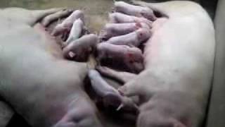 preview picture of video 'piglet madness - amazing ugandan charity pig farm'