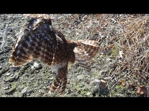 Owl stuck  in some barb wire.