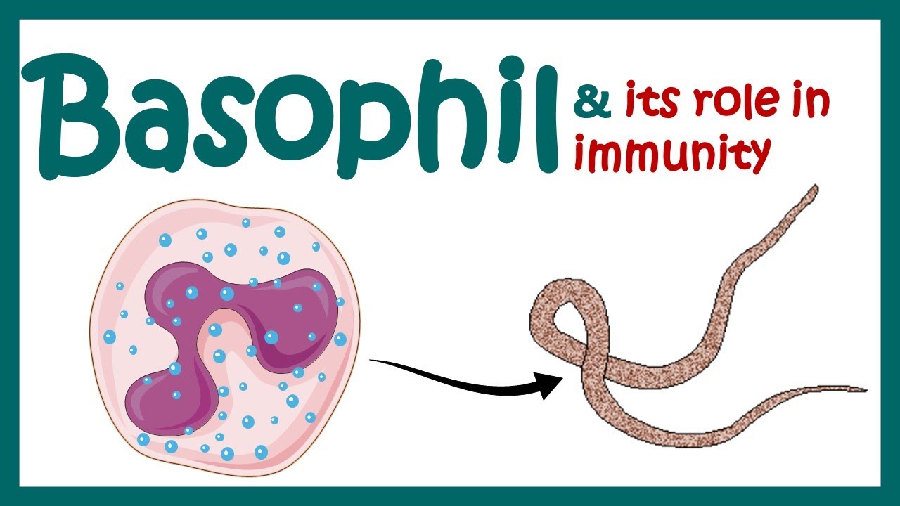 What do basophils do in the immune system?