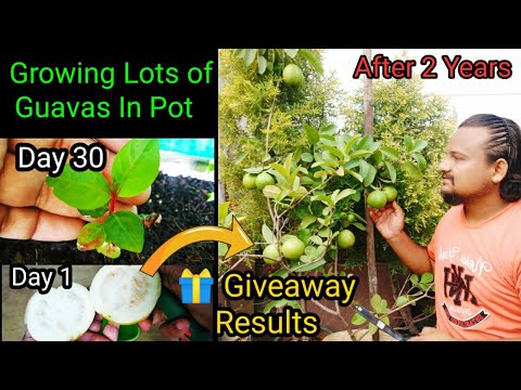 , title : 'How To Grow Guava In Pot From Seed To Harvest ~ Two Years Updates + Giveaway Results